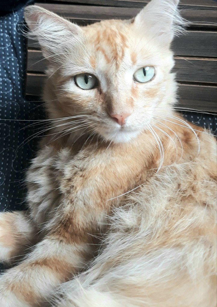 Cat Thor