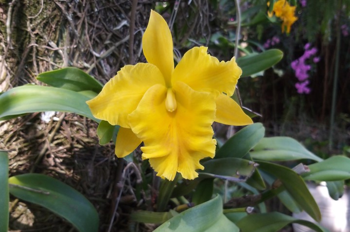 Yellow orchid in the nature