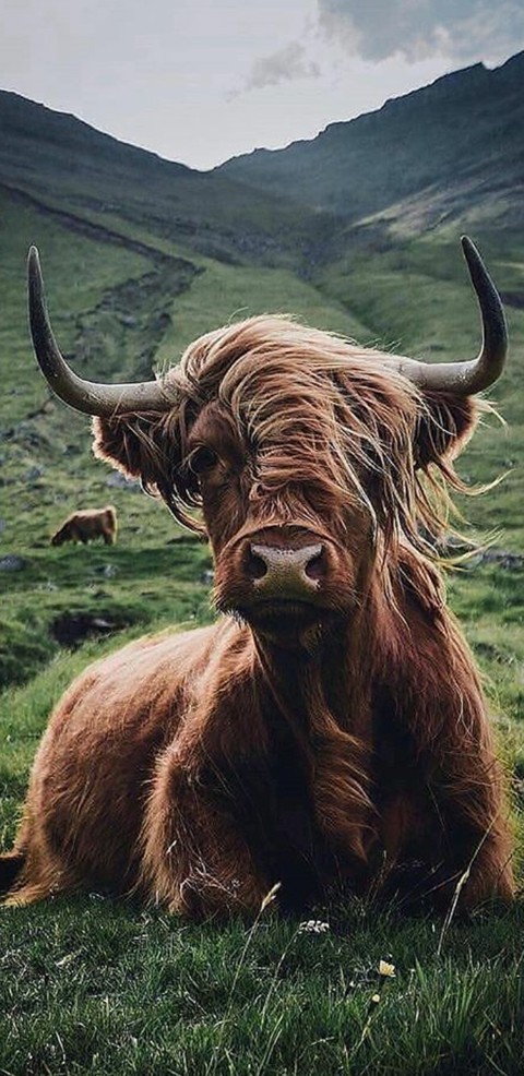 Yak, ox壁紙