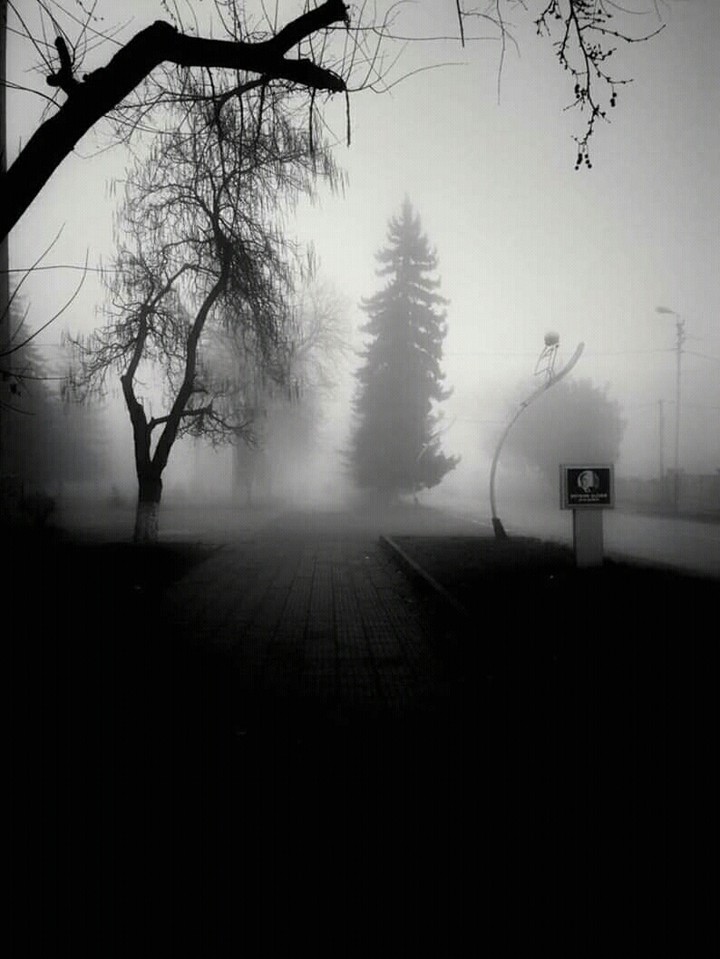 misty winter evening   ( author : Elmin Azizov )