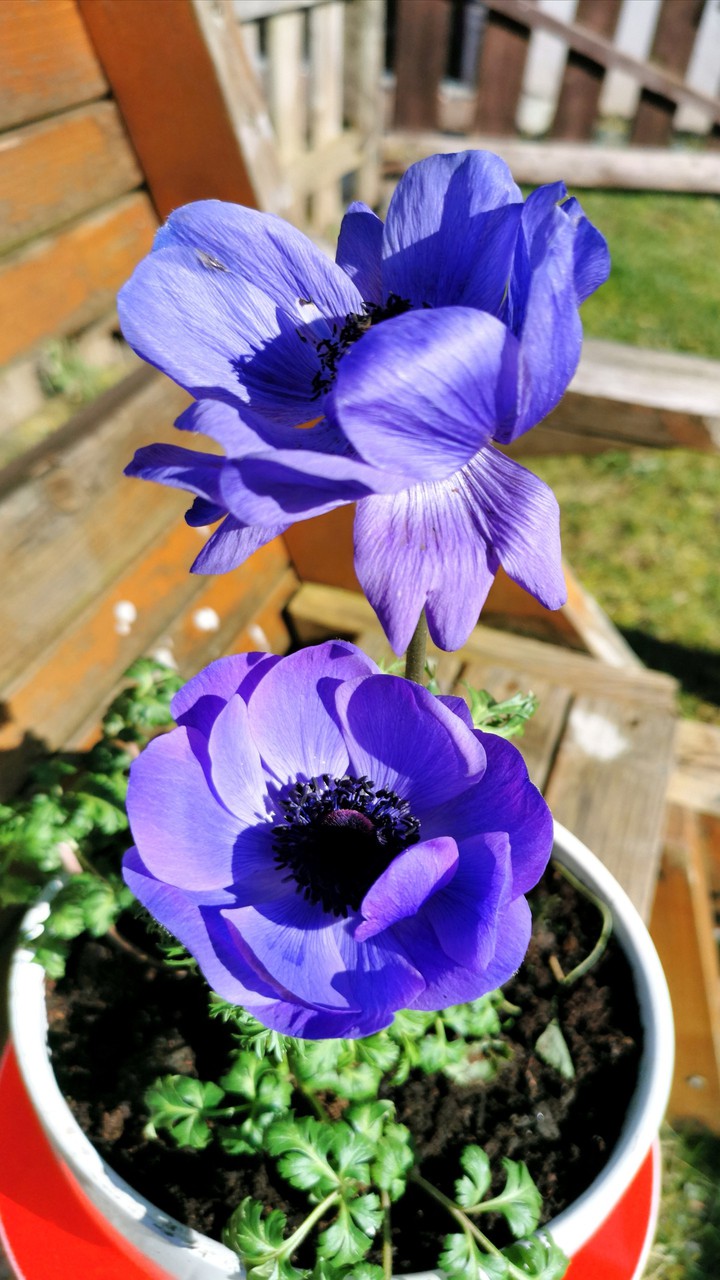 Blumen aus meinem Garten, Anemone in blau