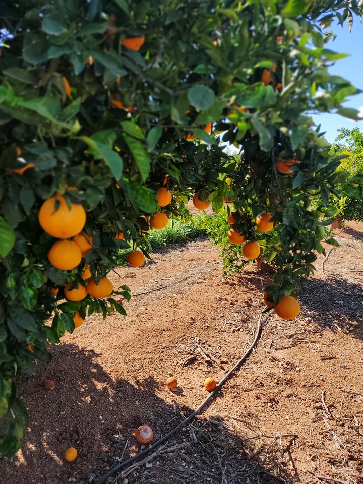 naranjos Valencia