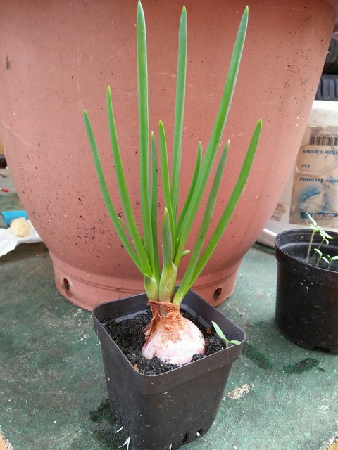 Onion leaf is so cute~~
