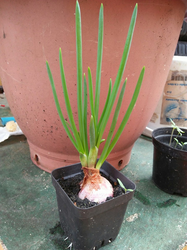 Onion leaf is so cute~~