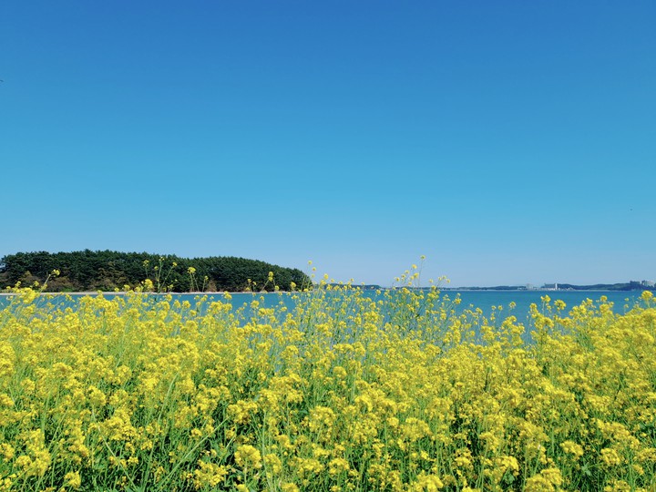 Rape Blossoms