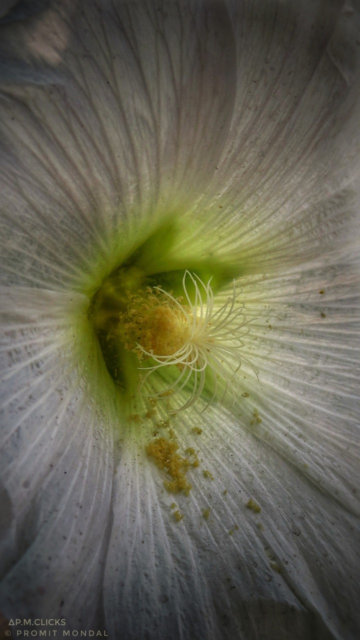 MacroShot