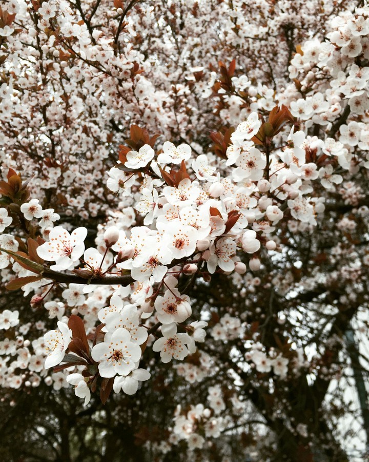 spring