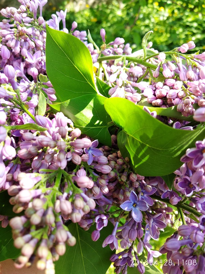 #####Сирень