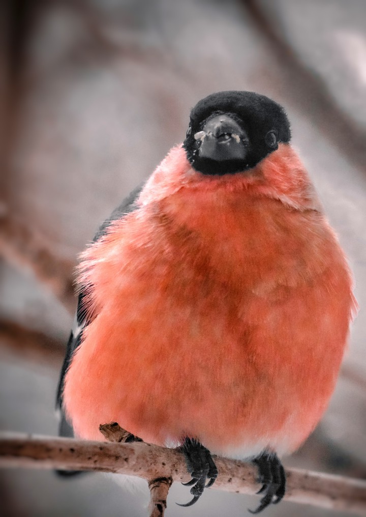 Red bird