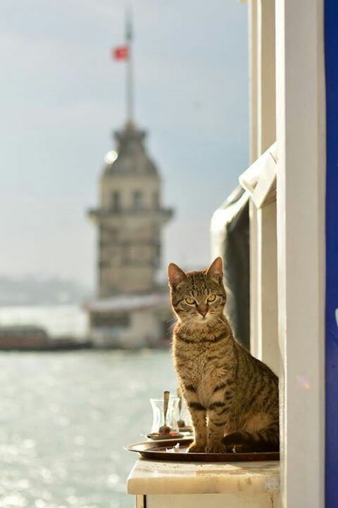 istanbul ♥