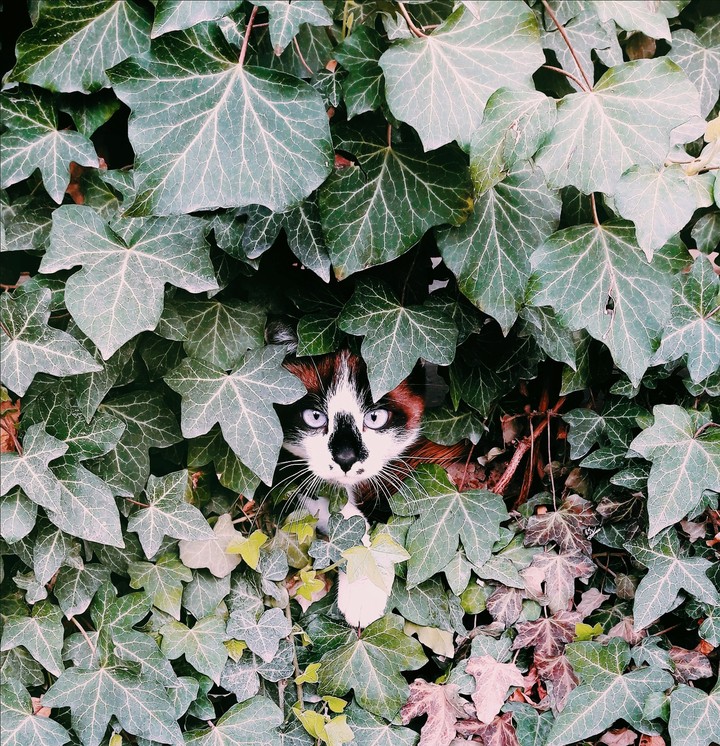 cat