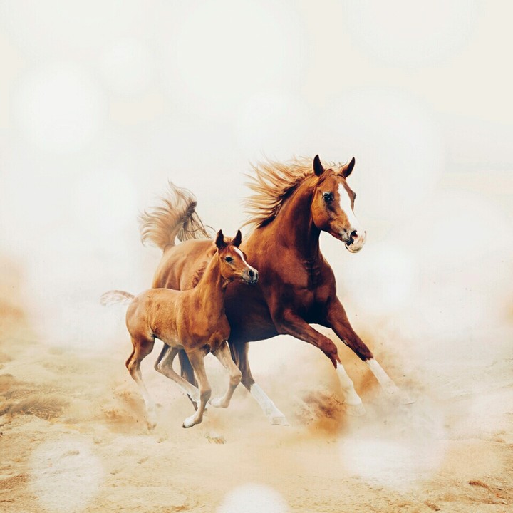 horse