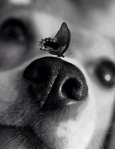 foto cão