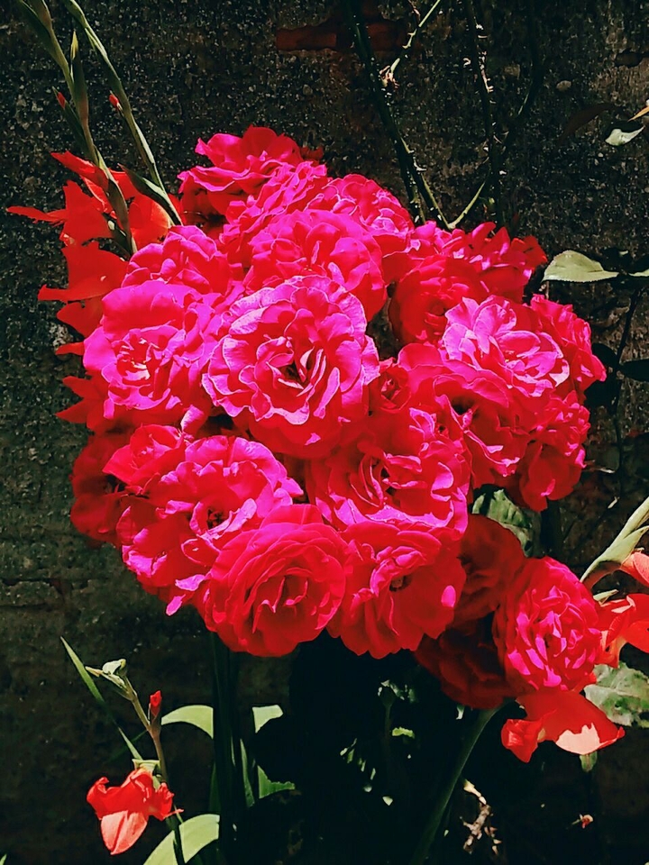 flores