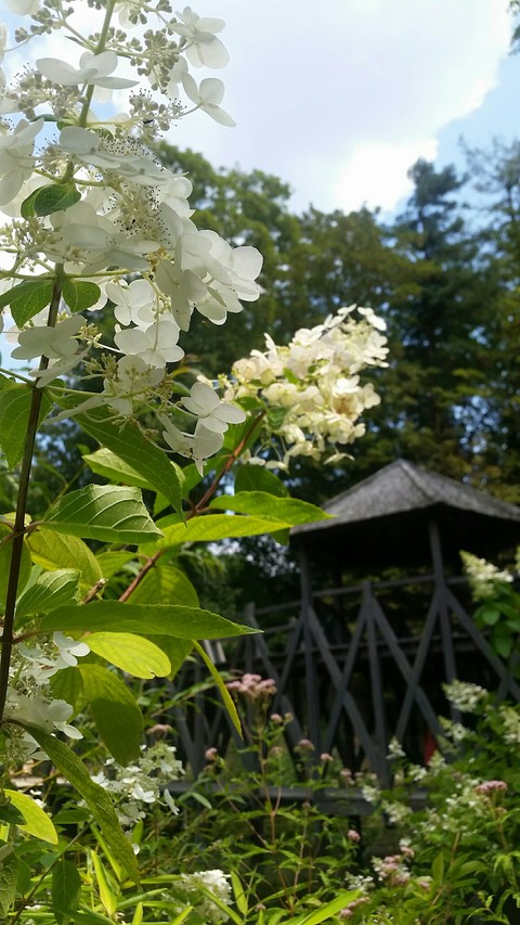 flower, hydrangea achtergronden