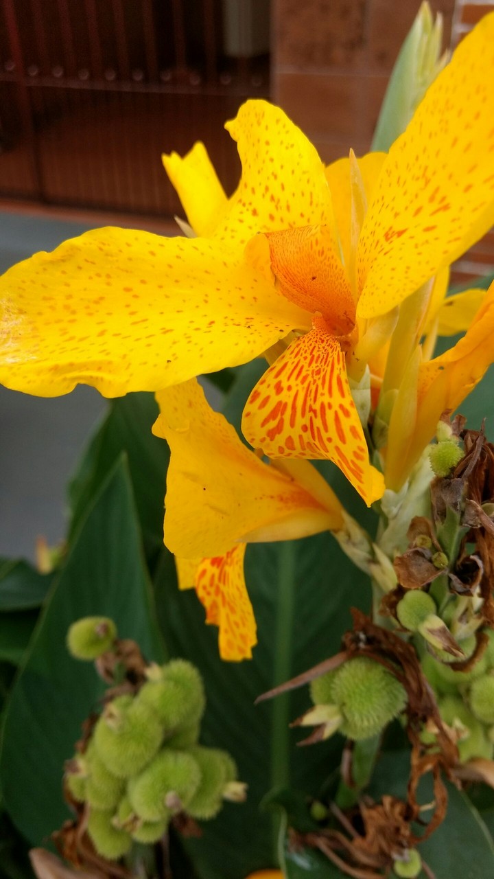 Yellow flower
