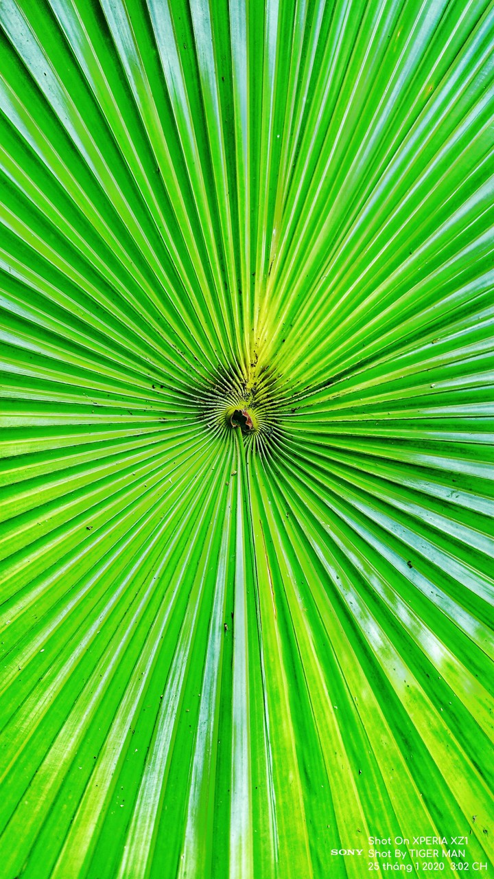 Leaf