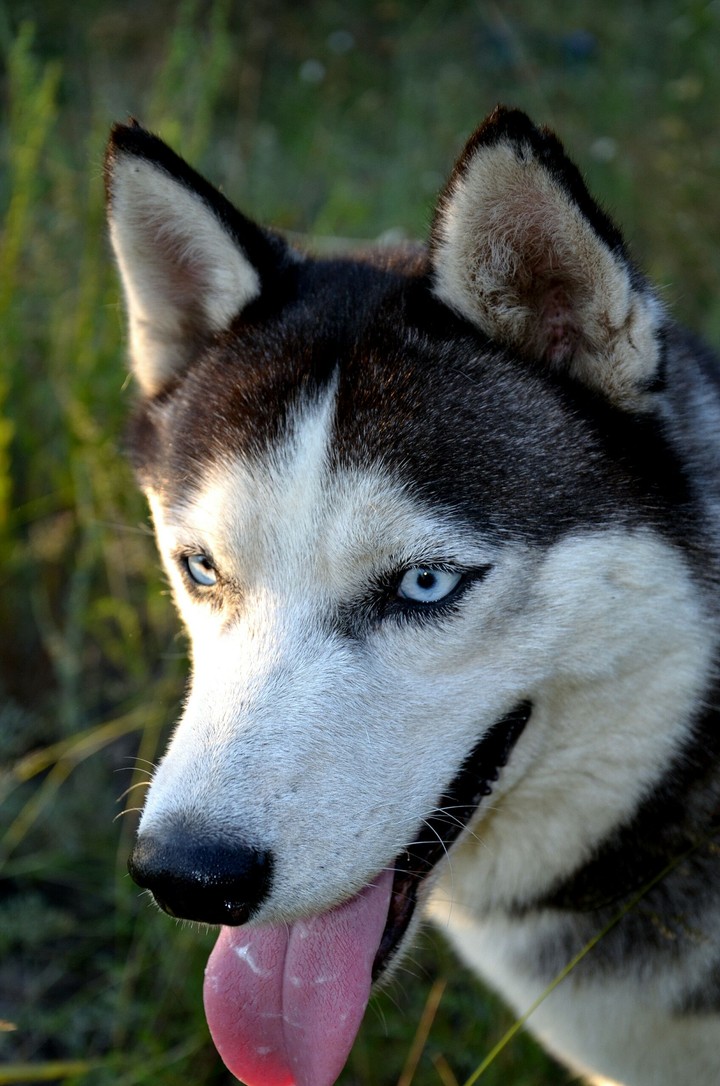 Dog. Husky