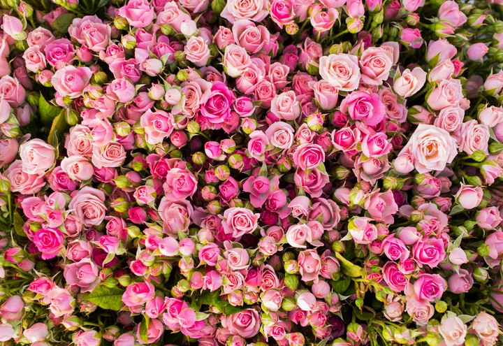 Flovers