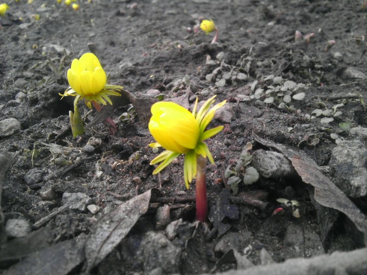 Spring