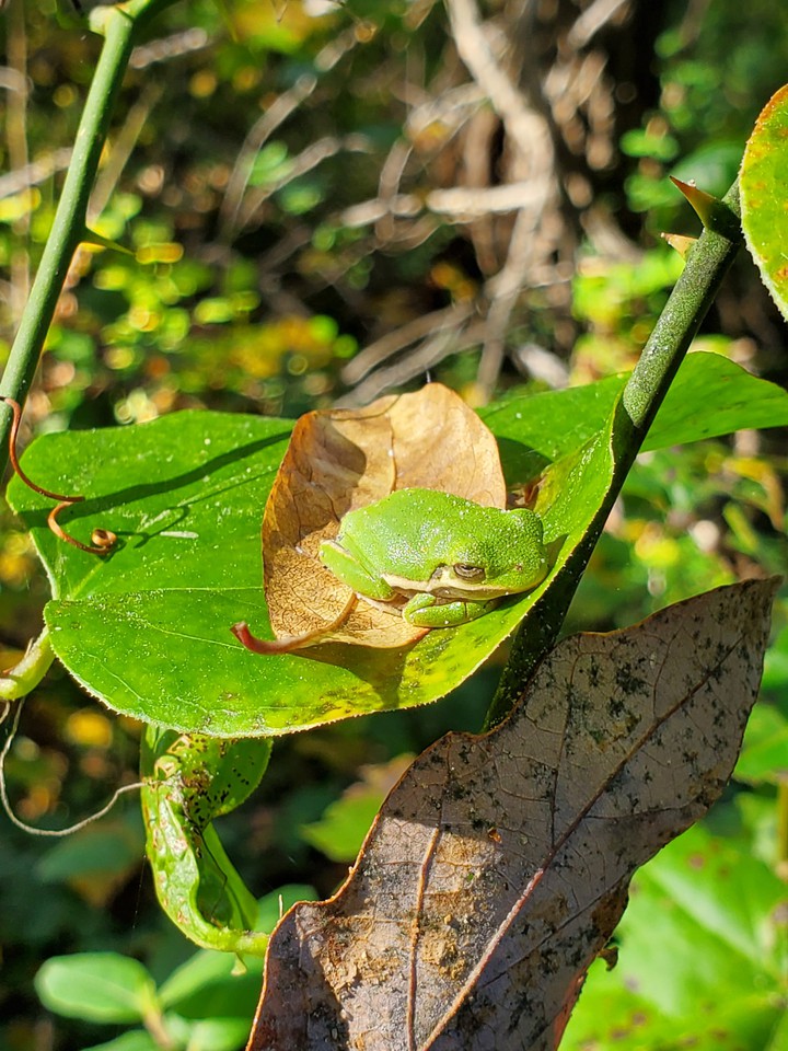 tree  frog basking in the sun