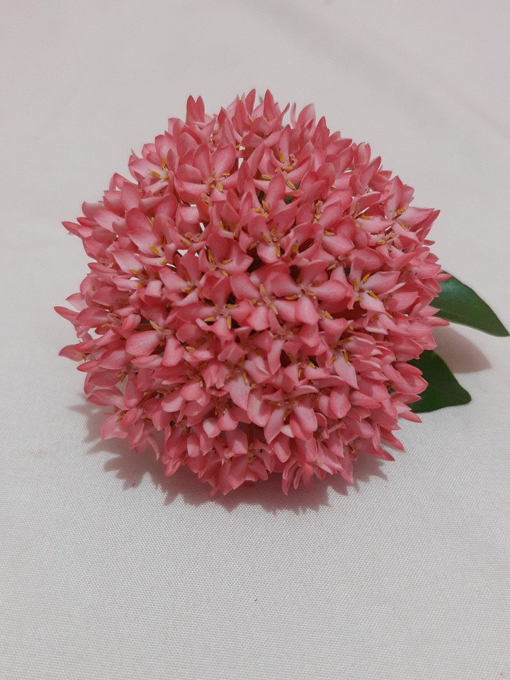 Florecillas