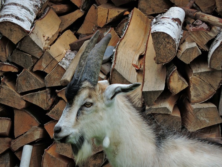 В гостях у агронома