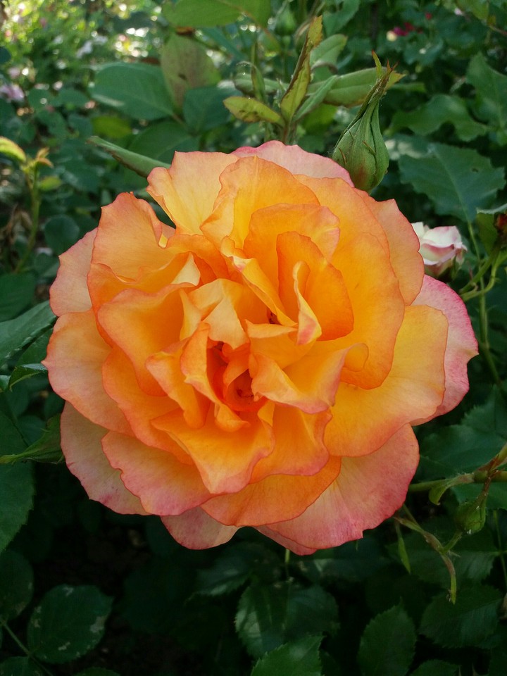 rose
