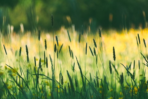 meadow, Yellow wallpapers