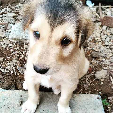 Sonu, my puppy