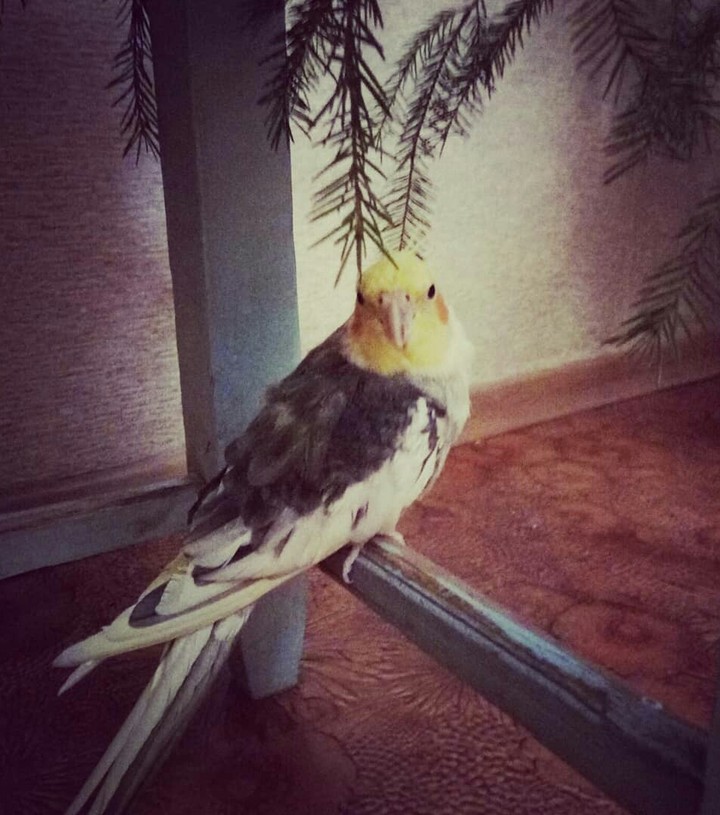 попугай