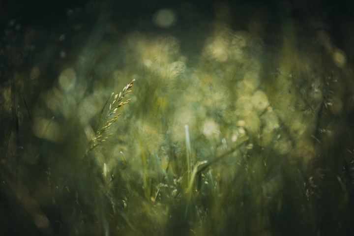 Field