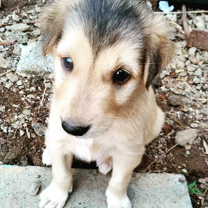 Sonu, my puppy