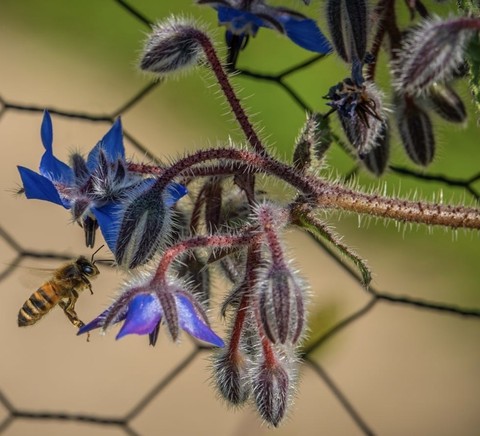 insect, Close-up wallpapers