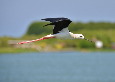 Birds of Laem Pak Bia, Thailand