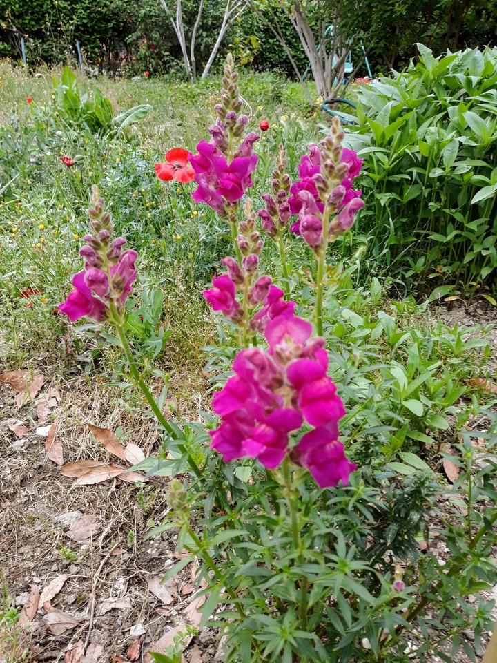 natura meravigliosa