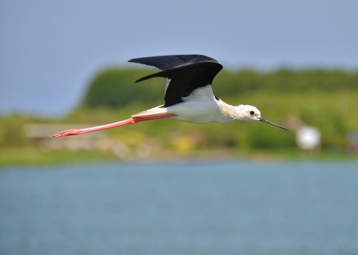 Birds of Laem Pak Bia, Thailand