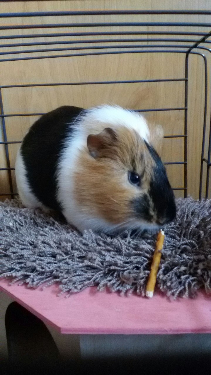Guinea pig 