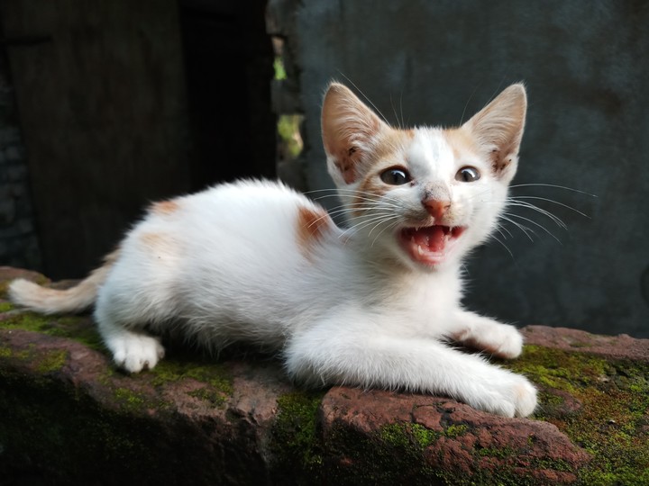 cat