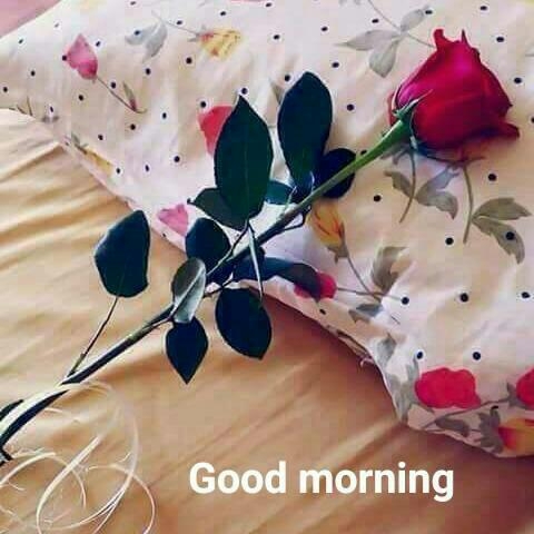 red rose