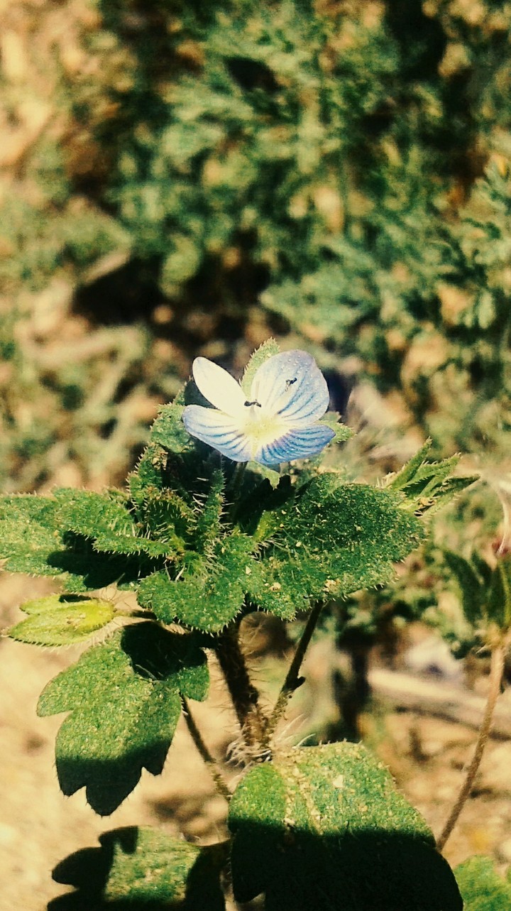 blue flower