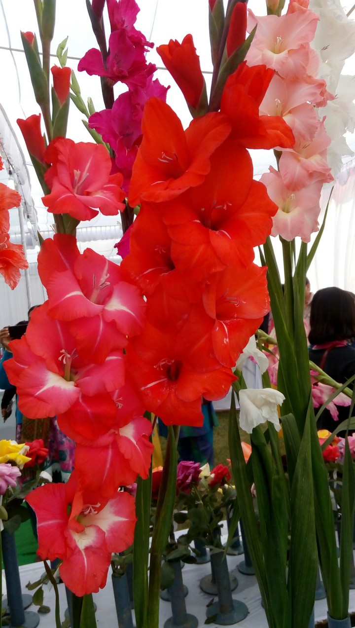 Gladiolus flower