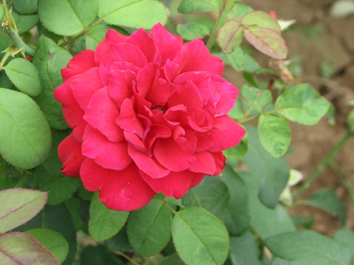 Rose