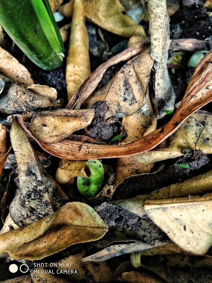 ground