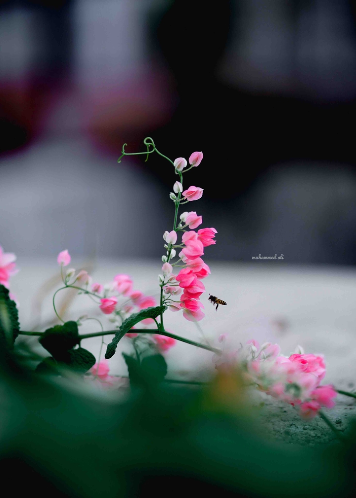 honey bee