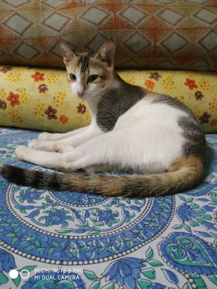 mamma