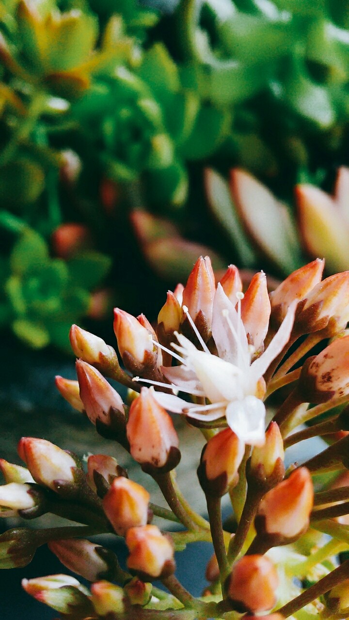 Flores