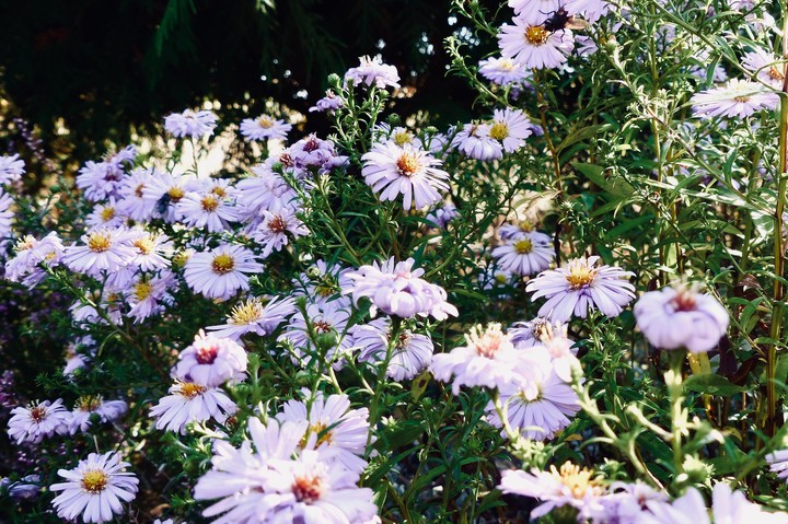 flowers in my garden