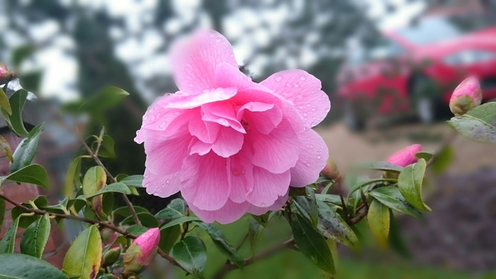 Spring Time