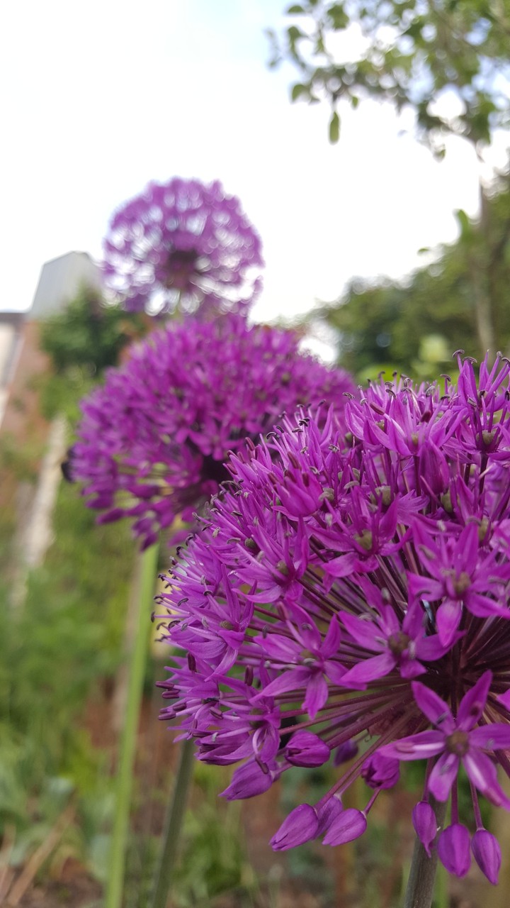 Flower